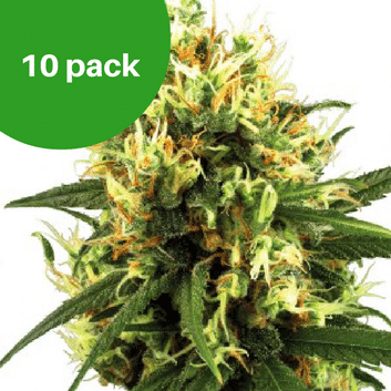 freeseedsonline - autoflower wietzaden